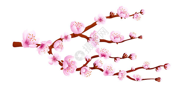樱树在春天开花 粉红樱花图片