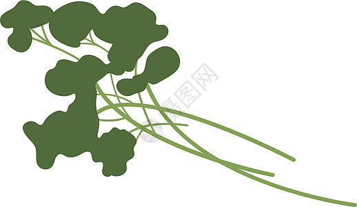 绿色调料植物 Parsley分支 食品品味图片