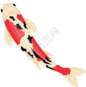 中国鱼顶景色 彩色斑点鱼图片