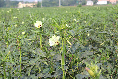 女士手指在树上固定叶子荒野菜花季节自然蔬菜树叶农业植物群食物图片