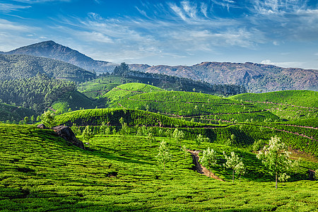 印度喀拉拉邦蒙纳尔茶叶种植园日出爬坡绿色茶园场景风景图片