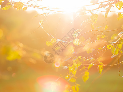 Birch树上还有最后叶子 秋天背景 秋天的橙色日落树叶氛围橙子阳光背景图片