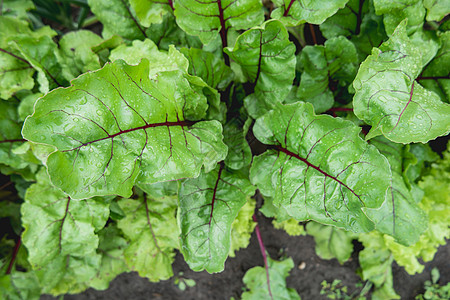 甜菜在开阔的土地上 绿色新鲜叶子来自食用蜜蜂根植物 在春天和夏天园艺 种植有机食品生长日光地面树叶花园食物图片