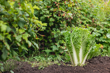 开阔的沙律 绿新叶子食用植物 春夏园艺 种植有机食品生长地面树叶花园食物日光图片