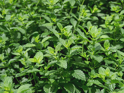 甘蓝柠檬或梅丽莎 常年的薄荷家庭草原植物草本植物绿色草本香蜂草季节树叶日光图片