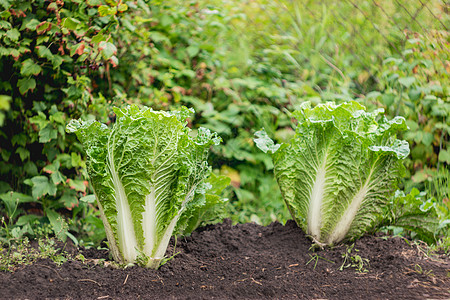 开阔的沙律 绿新叶子食用植物 春夏园艺 种植有机食品花园日光食物生长地面树叶图片