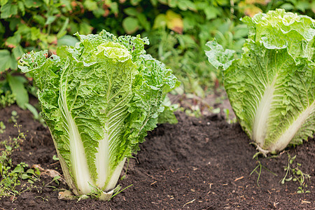 开阔的沙律 绿新叶子食用植物 春夏园艺 种植有机食品生长花园地面日光树叶食物图片