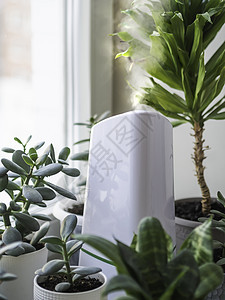 室内植物中的超声波加湿器 窗台上有多肉植物的花盆 水蒸汽滋润家中干燥的空气 客厅舒适氛围的电气设备季节蒸汽气氛房间器具日光树叶爱背景图片