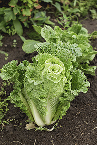 开阔的沙律 绿新叶子食用植物 春夏园艺 种植有机食品食物花园生长树叶地面日光图片