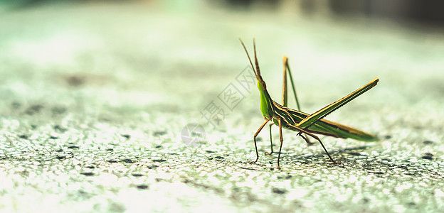 BANNER 自然美女真实照片MACRO 特写锥头东部长蚂蚱 蝗虫昆虫怪异美妙 绿色橙色条纹 昆虫学生物学研究 灰色背景飞行生活图片