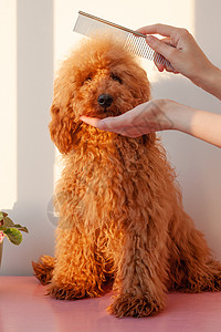 一只手拿着一只小狗的嘴巴 一只微型贵宾犬 红棕色 另一只手拿着一把铁梳子在他的头上 动物美容的概念图片