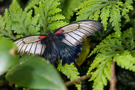 东南亚大莫尔蒙蝴蝶图片