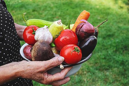 奶奶在花园里 她手里拿着蔬菜 有选择的专注点园丁水果乡村土豆收成黄瓜生长祖母胡椒萝卜图片