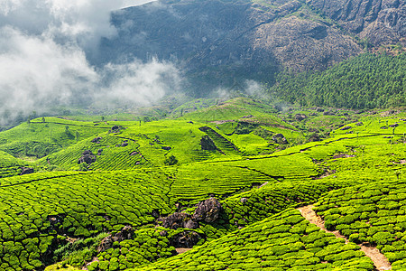 印度喀拉拉邦蒙纳尔茶叶种植园爬坡风景场景茶园游客旅游日出山脉旅行图片