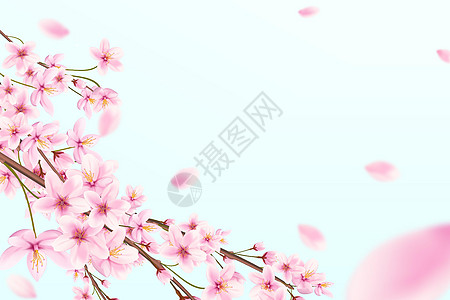 满脸樱桃的树枝 蓝色背景的花瓣飞翔 日本沙库拉图片