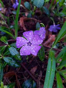 雨后带滴滴滴子的佩里温克花朵图片