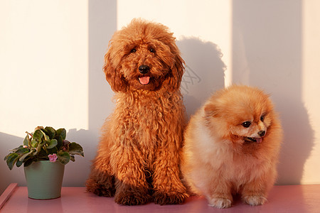 两只小狗 一只红棕色的迷你贵宾犬和一只橙色的博美犬 坐在粉红色的表面上 靠着白色的墙壁 强光图片