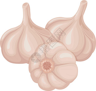 大蒜头大蒜头的图象用于调料 烹饪的维生素产品白底隔绝的矢量插图营养灯泡食物植物芳香饮食收成味道丁香调味品图片