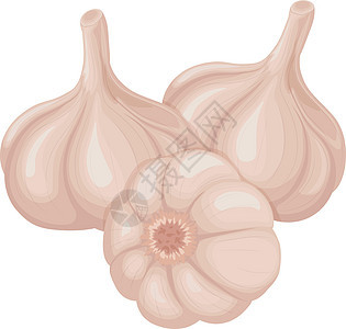 大蒜头大蒜头的图象用于调料 烹饪的维生素产品白底隔绝的矢量插图营养灯泡食物植物芳香饮食收成味道丁香调味品图片