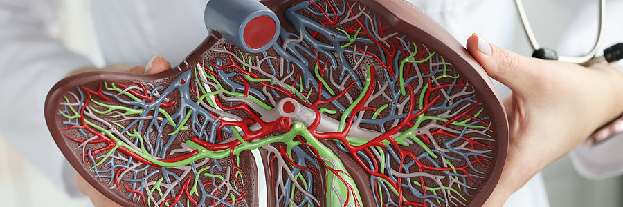 医生手上握着肝脏的人工塑料型模头图片