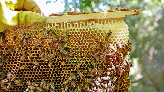 与育蜜蜂共居图片