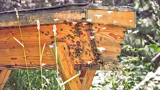 耕种有飞蜜蜂聚地的木制蜂房图片