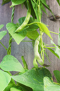 花园中的豆舱 有选择性的焦点收成豆子生产市场豆类蔬菜美食营养饮食农业图片