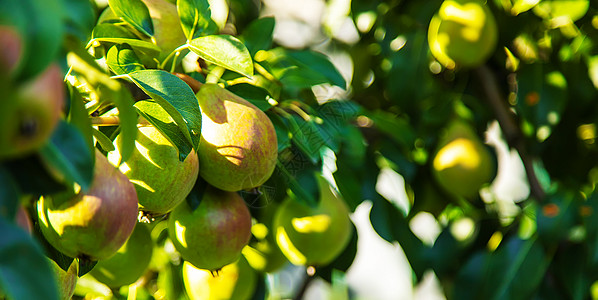 在梨树上生长的梨梨 梨园选择性重点农场饮食收成小吃植物食物叶子水果果园园艺图片