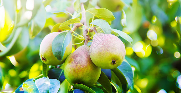 在梨树上生长的梨梨 梨园选择性重点收成果园农场食物小吃水果季节植物饮食花园背景图片