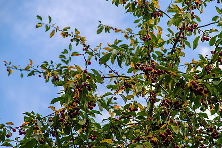 花园树上的樱桃 有选择的焦点植物太阳枝条叶子果园植物群农场团体水果农业图片