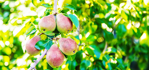 在梨树上生长的梨梨 梨园选择性重点花园季节农场植物小吃水果食物饮食收成农业背景图片