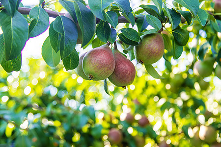 在梨树上生长的梨梨 梨园选择性重点花园水果小吃收成植物叶子园艺季节饮食果园背景图片