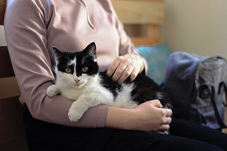 可爱猫和女孩手宠物护理女士猫咪晶须哺乳动物毛皮小猫女性成人猫科动物朋友图片