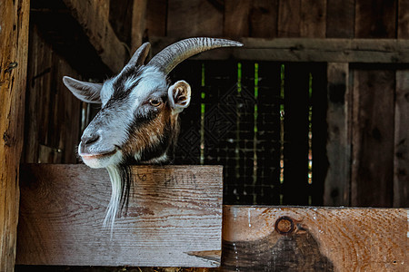 农场上用胡萝卜喂羊的手食山羊谷仓耳朵眼睛微笑牛角家畜草地农田动物牛奶图片