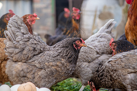 鸡鹅和鹅在农场 蛋在碗里 有选择性的焦点动物母鸡背景小鸡家畜院子动物群花园农村公鸡图片