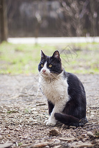 一只在自然公园游荡的野黑猫猫科动物小猫哺乳动物眼睛宠物毛皮猫咪黑色图片