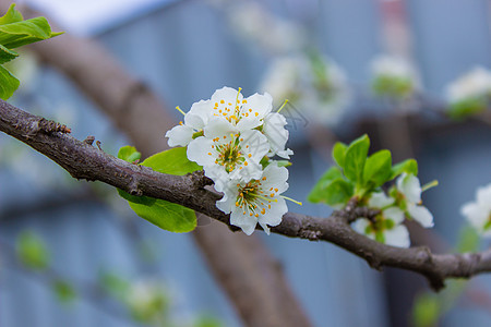 春 树 花 蜜蜂 授粉宏观花园叶子樱花植物群植物季节公园园艺墙纸图片