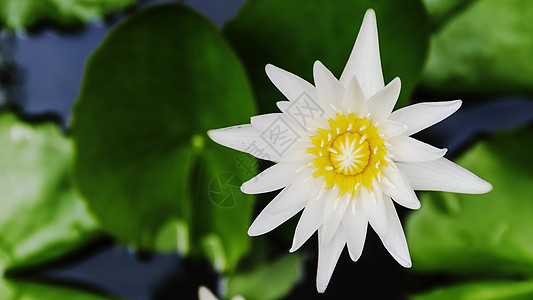 在水面和黑暗背景上 白色莲花或百花花花朵的顶端 近在眼前图片