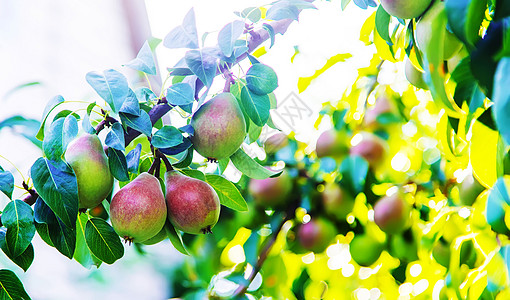 在梨树上生长的梨梨 梨园选择性重点农业收成植物小吃果园农场饮食季节食物园艺图片