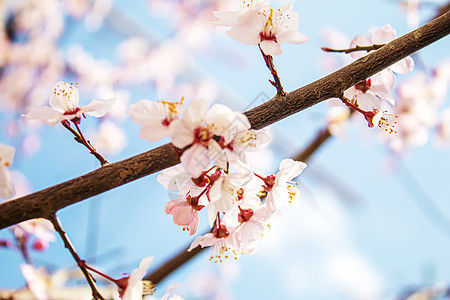 春树开花 果树枝上鲜红粉红色鲜花 有选择的焦点公园蓝色植物农业花瓣园艺叶子花朵生长宏观图片