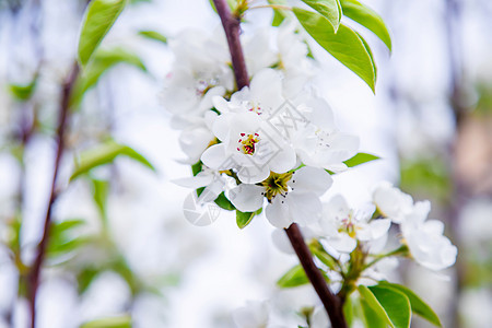 园林中开花树 有选择的焦点公园晴天花瓣季节花朵水果蓝色园艺植物花园图片