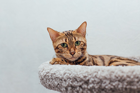 年轻可爱的孟加拉猫躺在猫屋柔软的猫架上猫咪乐趣动物幸福毛皮宠物快乐哺乳动物玩具胡须图片