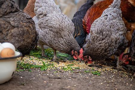鸡鹅和鹅在农场 蛋在碗里 有选择性的焦点公鸡家畜野生动物国家宠物农村团体食物小鸡动物群图片