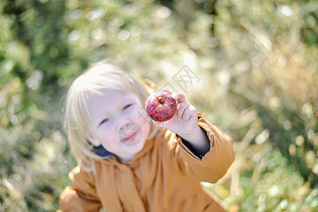 红有机苹果秋天收获农场农民叶子植物蓝色篮子食物国家花园晴天图片