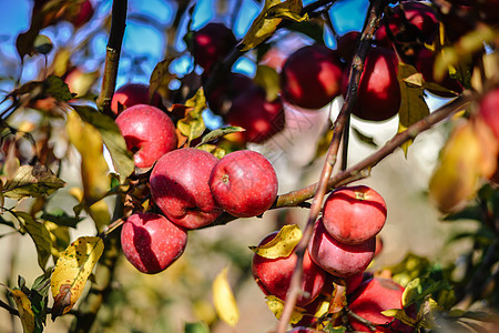 红有机苹果秋天收获果园收成叶子植物水果生长农民天空花园国家图片