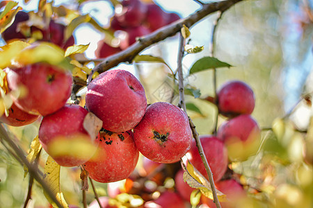 红有机苹果秋天收获叶子蓝色天空季节花园篮子饮食果园国家生长图片