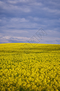 黄色的油菜花 景观与黄色油菜花草地天空植物晴天风光油菜籽土地照片农场农村图片