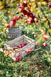 红有机苹果秋天收获花园农民叶子饮食植物国家蓝色天空食物果园图片