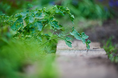 花园里不断增长的绿色鹦鹉园 有选择性的重点叶子生长草本植物食物香料场地植物群蔬菜植物植物学图片