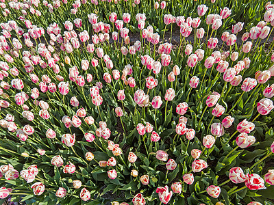 春天在荷兰农村露花的花灯泡从荷兰流出团体花卉旅游农田树叶农业植物群园艺花田季节图片